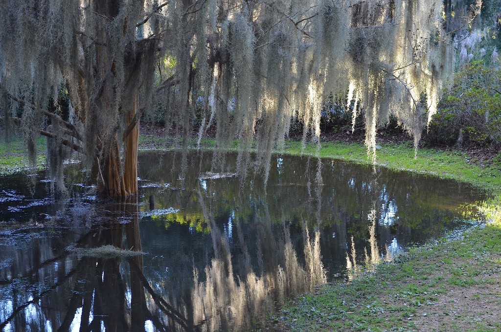 Spanish moss reflections in rain puddle, Charles Towne Landing State HIstoric Site, Charleston, SC by congaree