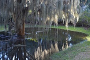 26th Jan 2015 - Spanish moss reflections in rain puddle, Charles Towne Landing State HIstoric Site, Charleston, SC