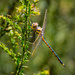 Dragonfly HEAVEN! by gigiflower