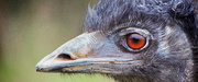 26th Jan 2015 - Edmund the emu