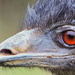 Edmund the emu by swillinbillyflynn