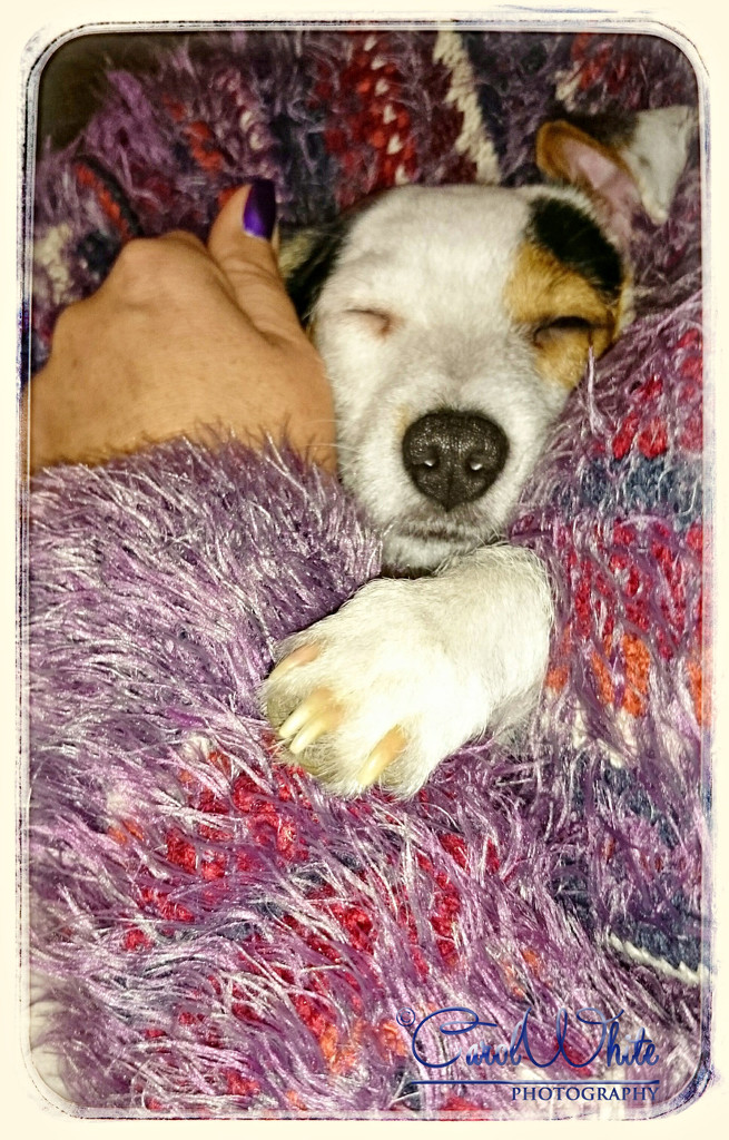 It's A Dogs Life (Daisy sleeping in Rosie's arms) by carolmw
