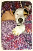 26th Jan 2015 - It's A Dogs Life (Daisy sleeping in Rosie's arms)