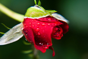 26th Jan 2015 - the rose and the raindrops