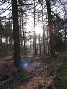 24th Jan 2015 - Spotted a Cannock Chase faerie
