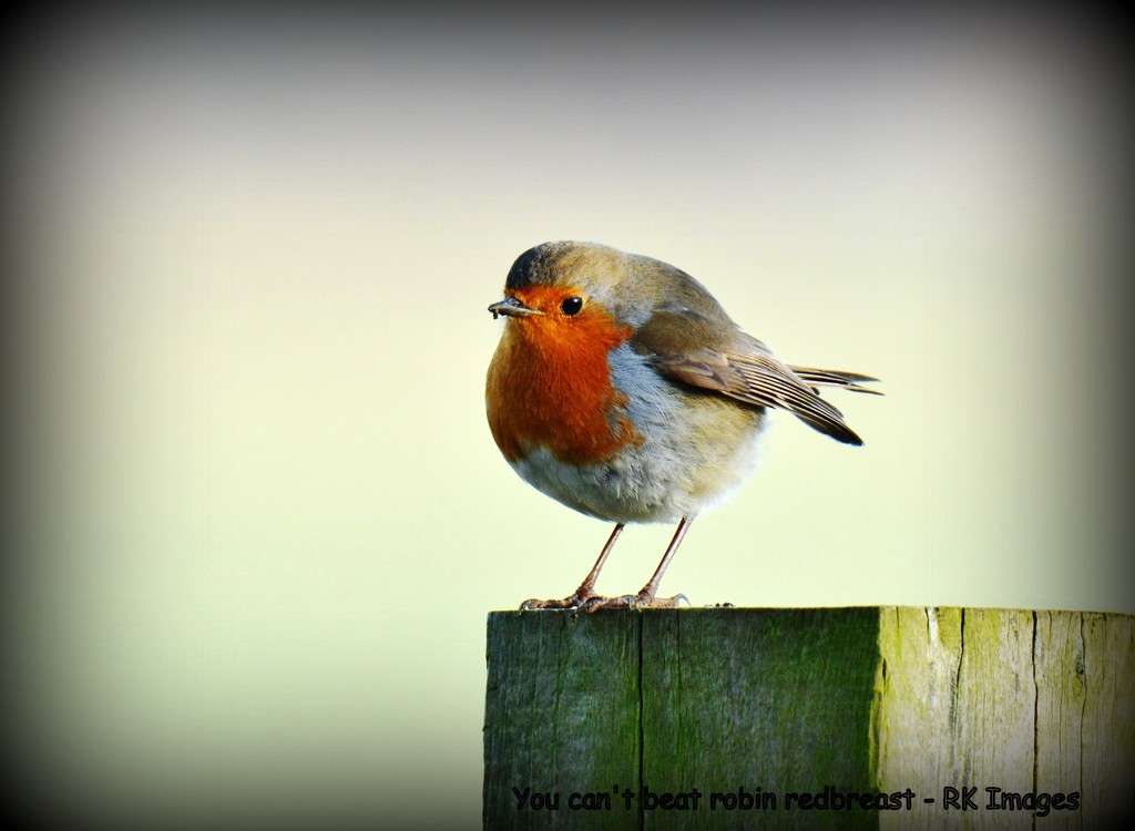 You can't beat robin redbreast by rosiekind