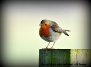 26th Jan 2015 - You can't beat robin redbreast