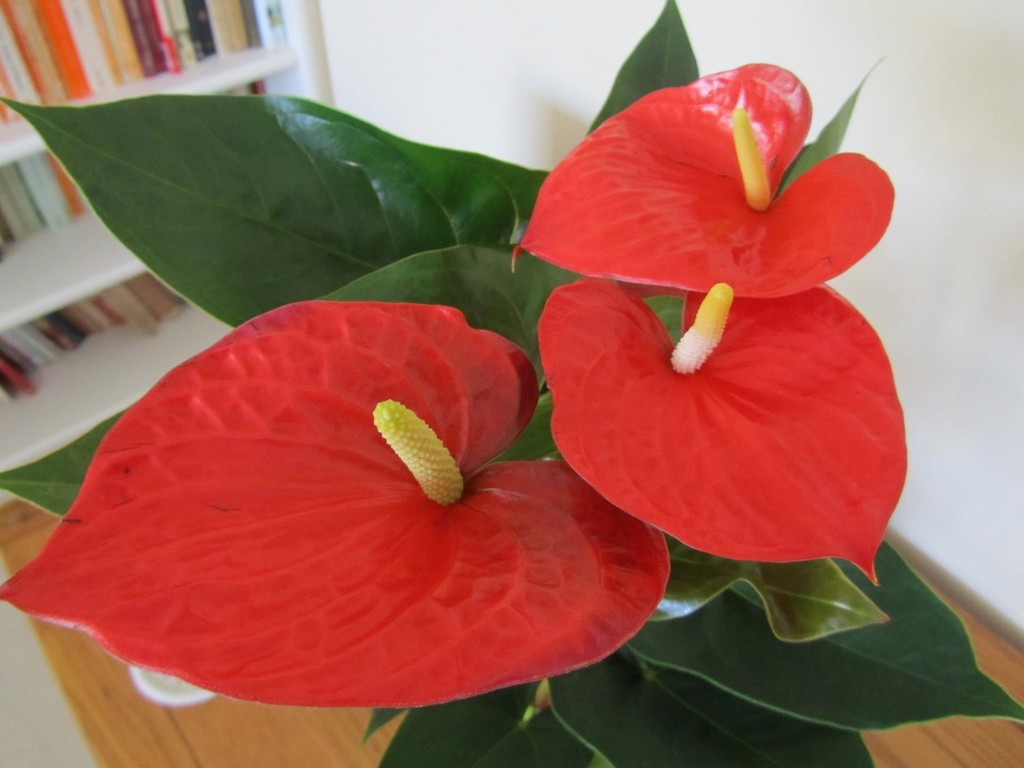 Anthurium  by foxes37