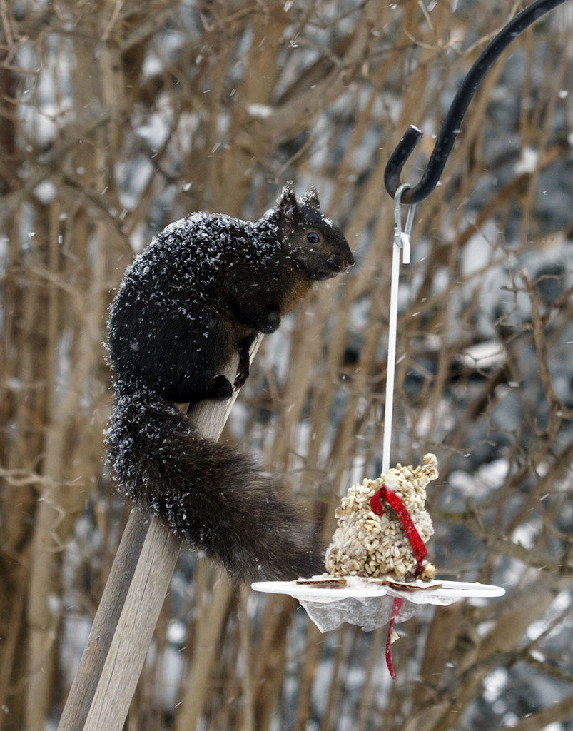 Squirrel and Breakfast by gardencat