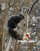 26th Jan 2015 - Squirrel and Breakfast