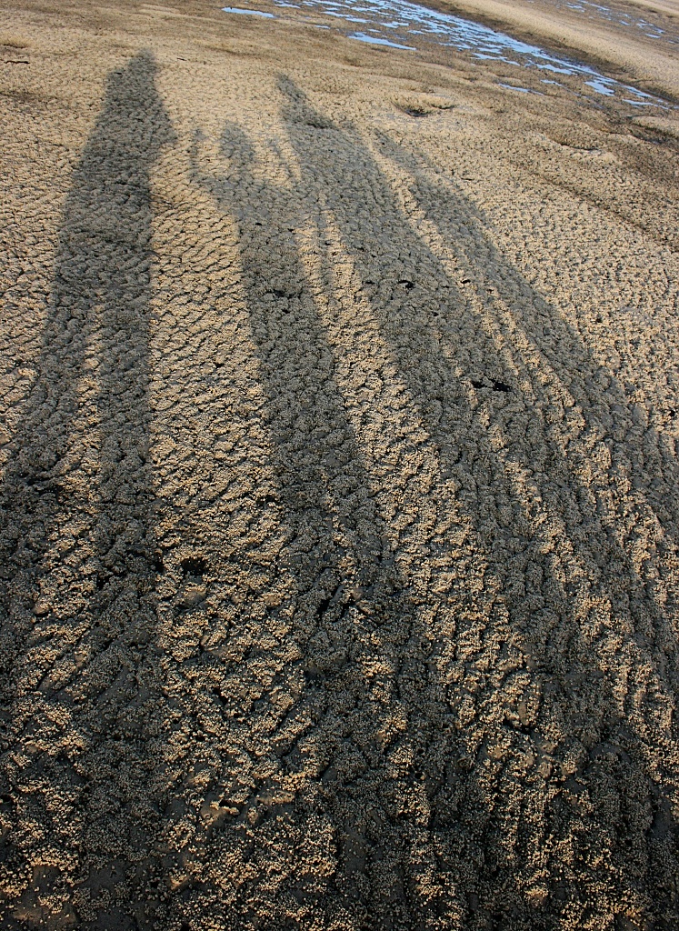 shadow by corymbia