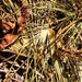 Grane, lišće, vlati by vesna0210