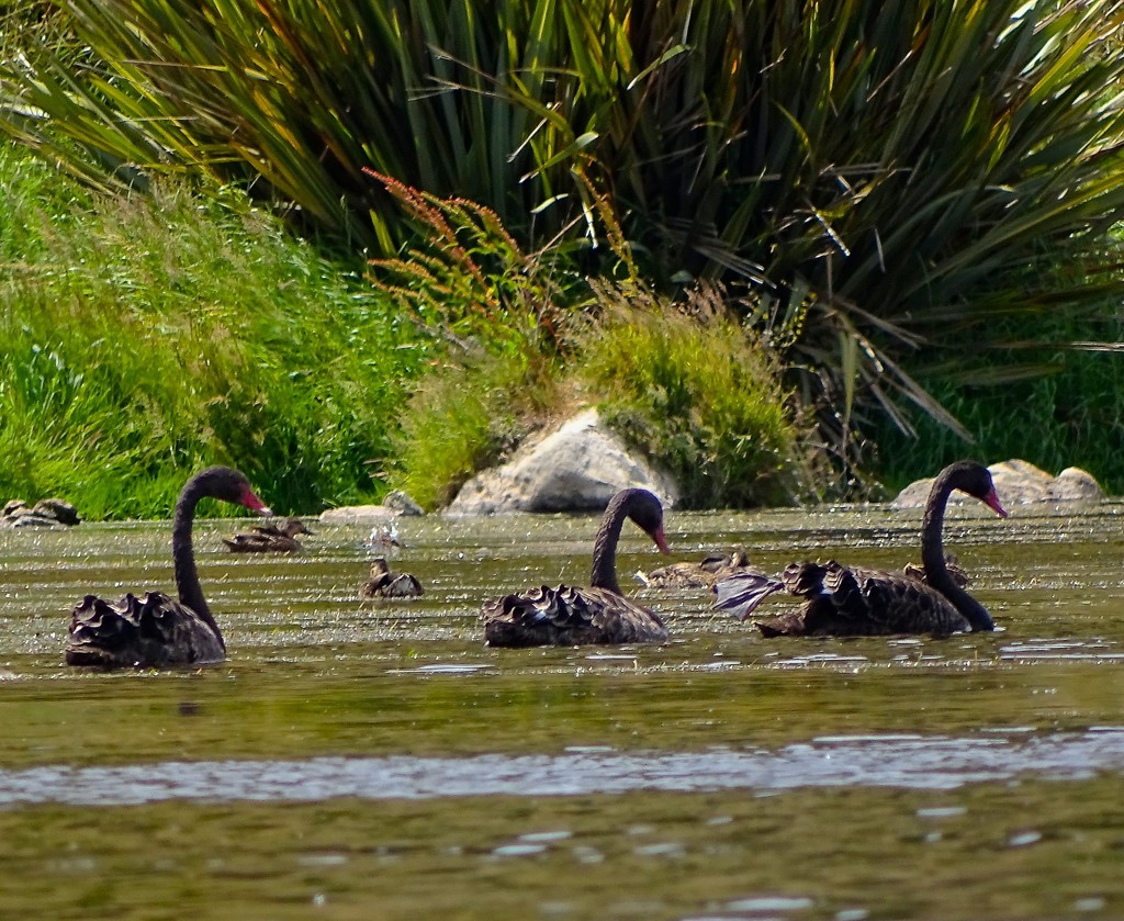 Swan stroke by maggiemae