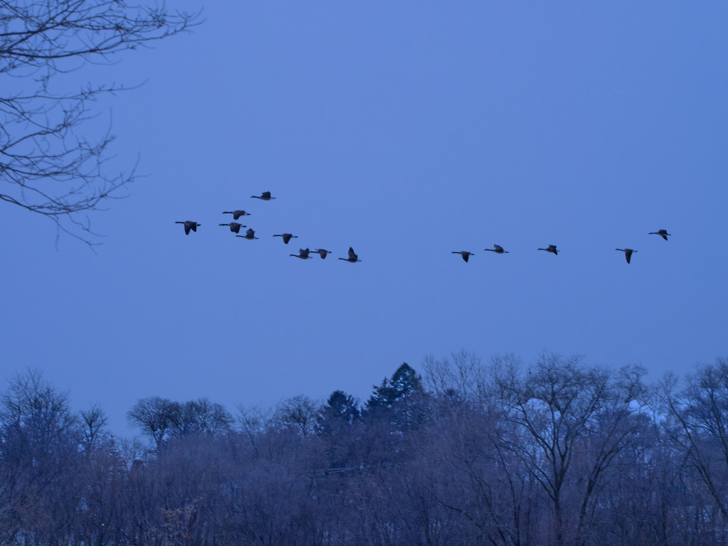 Geese silhouettes above a treeline by rminer