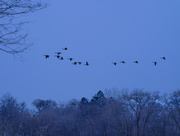 26th Jan 2015 - Geese silhouettes above a treeline