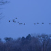 Geese silhouettes above a treeline by rminer
