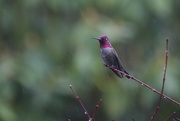 24th Jan 2015 - Standing Guard in the Rain