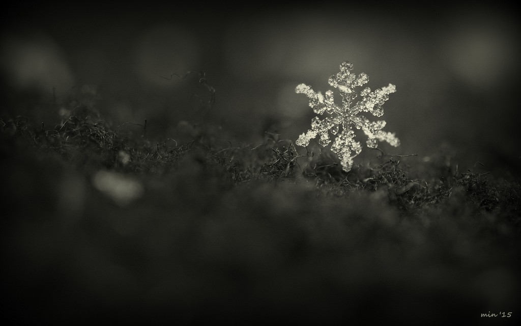 Stellar Dendrite Snowflake by mhei