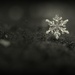 Stellar Dendrite Snowflake by mhei