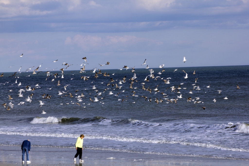 Birds over the Beach by hjbenson