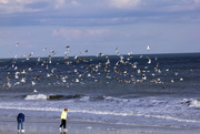 26th Jan 2015 - Birds over the Beach