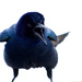 Angry Bird by eudora