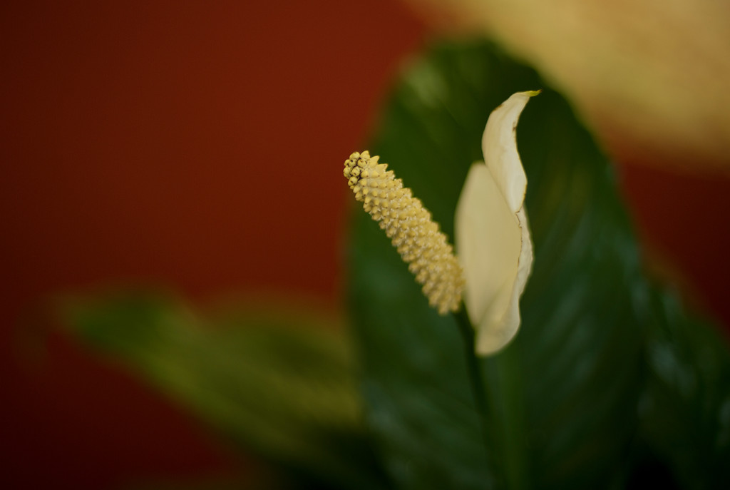 Peace Lily flower by loweygrace