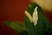 26th Jan 2015 - Peace Lily flower