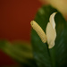 Peace Lily flower by loweygrace