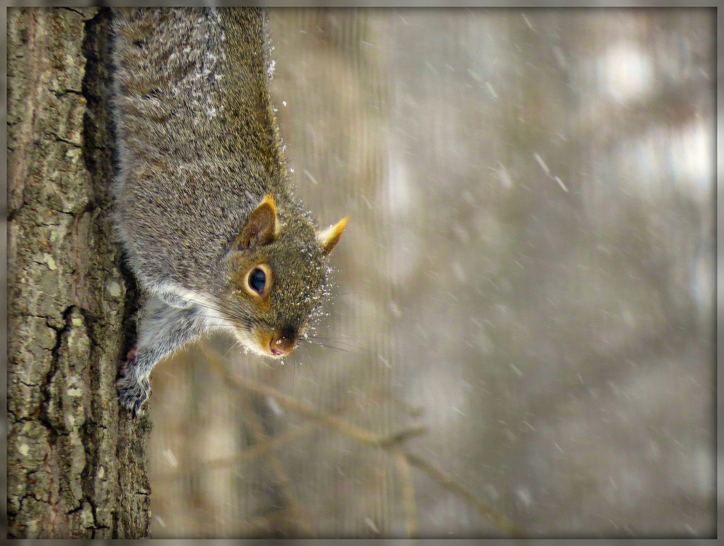 Snowflakes on a Squirrel by olivetreeann