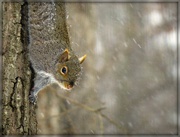 26th Jan 2015 - Snowflakes on a Squirrel