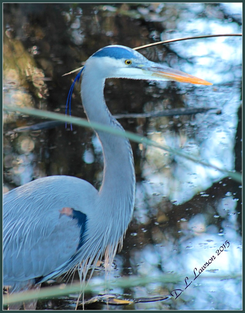 Great Blue Heron (one more time) by flygirl