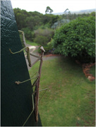 27th Jan 2015 - Stick Insect