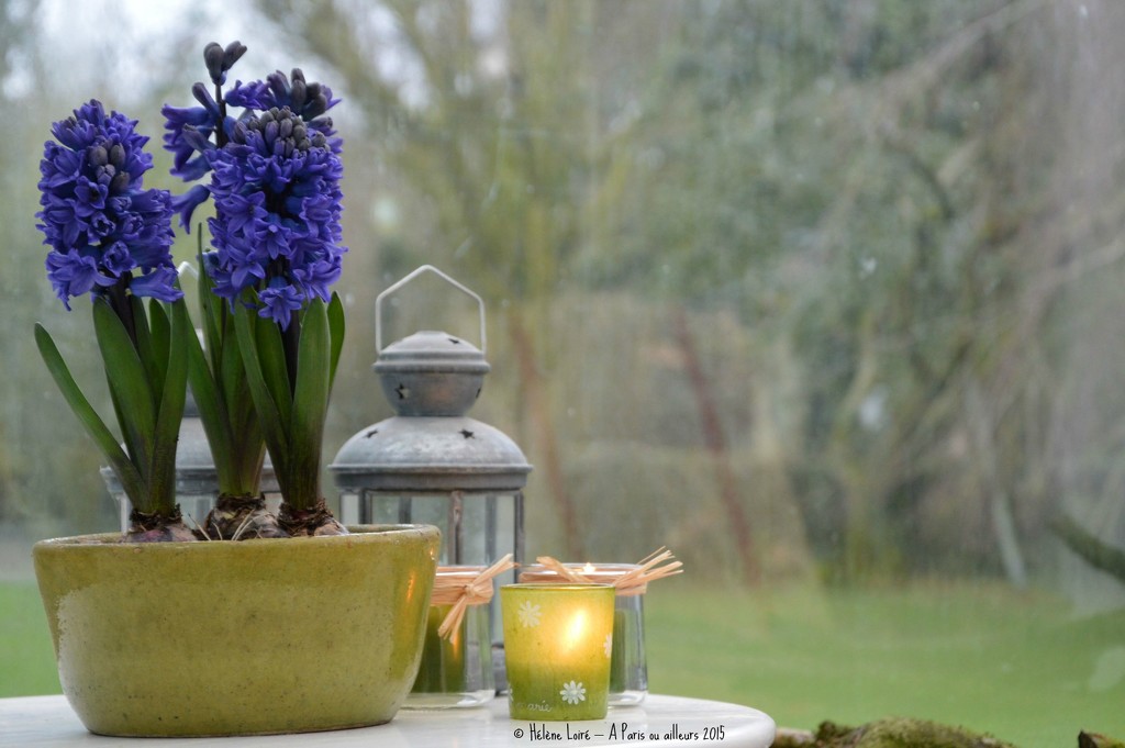 Hyacinths in the veranda by parisouailleurs