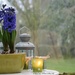 Hyacinths in the veranda by parisouailleurs