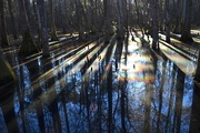 27th Jan 2015 - Shadows and light, cypress swamp, Caw Caw County Park, Charleston County, South Carolina