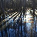 Shadows and light, cypress swamp, Caw Caw County Park, Charleston County, South Carolina by congaree