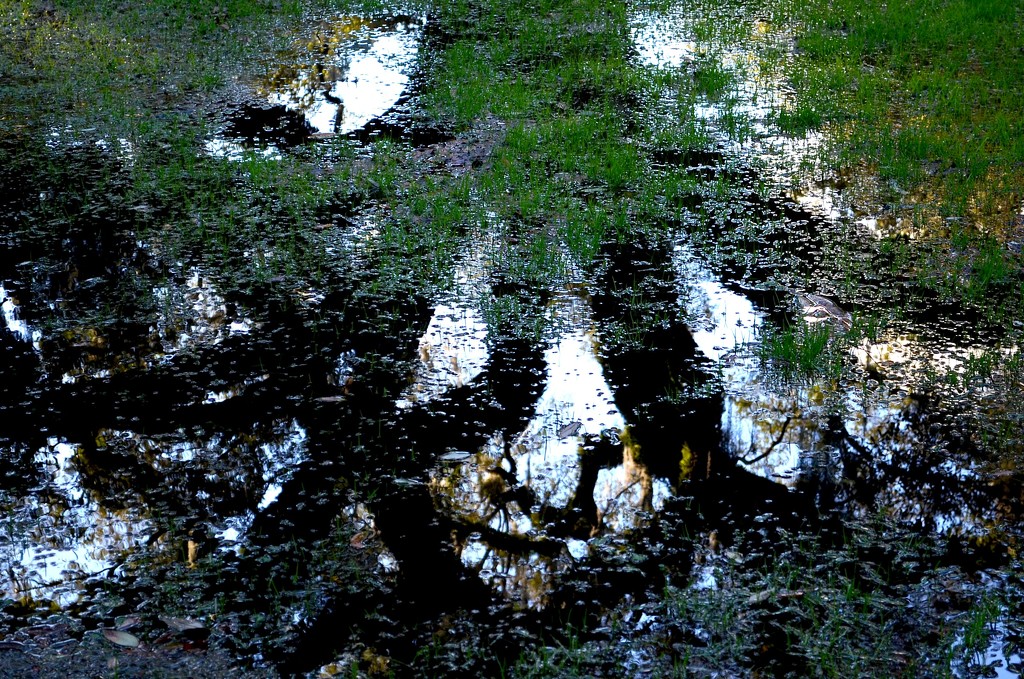 Live oak reflection in rain puddle, Charles Towne Landing State Historic Site, Charleston, SC by congaree