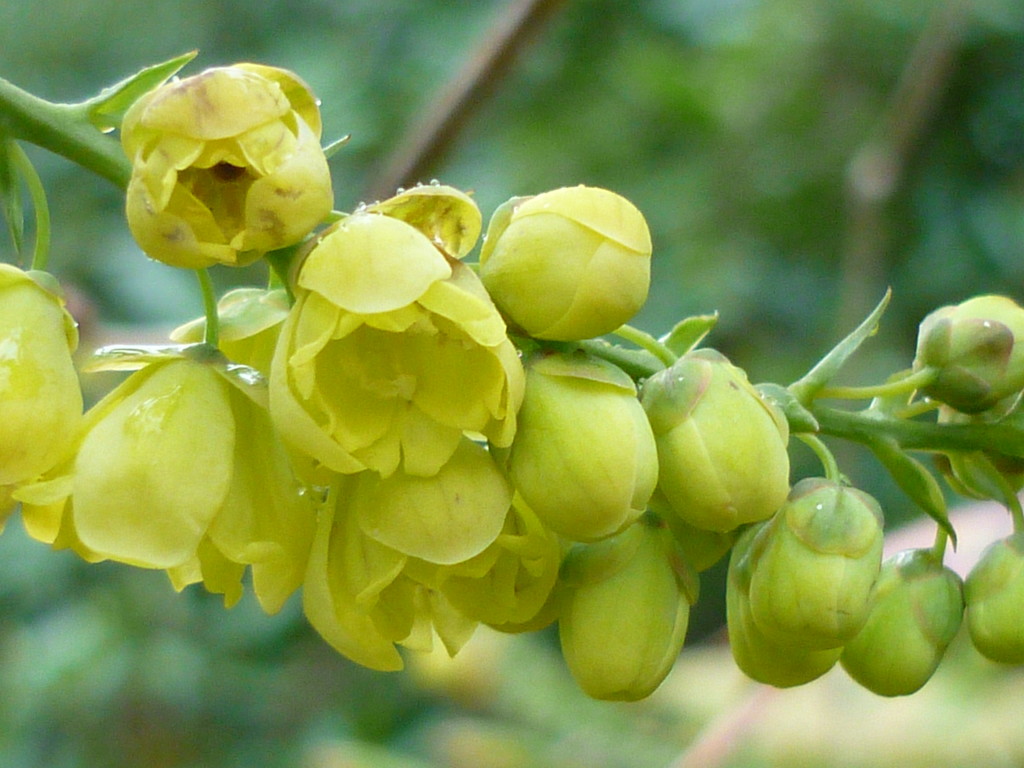Mahonia by countrylassie