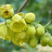Mahonia by countrylassie