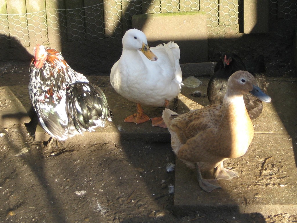 Ducks and Ckicks by susiemc