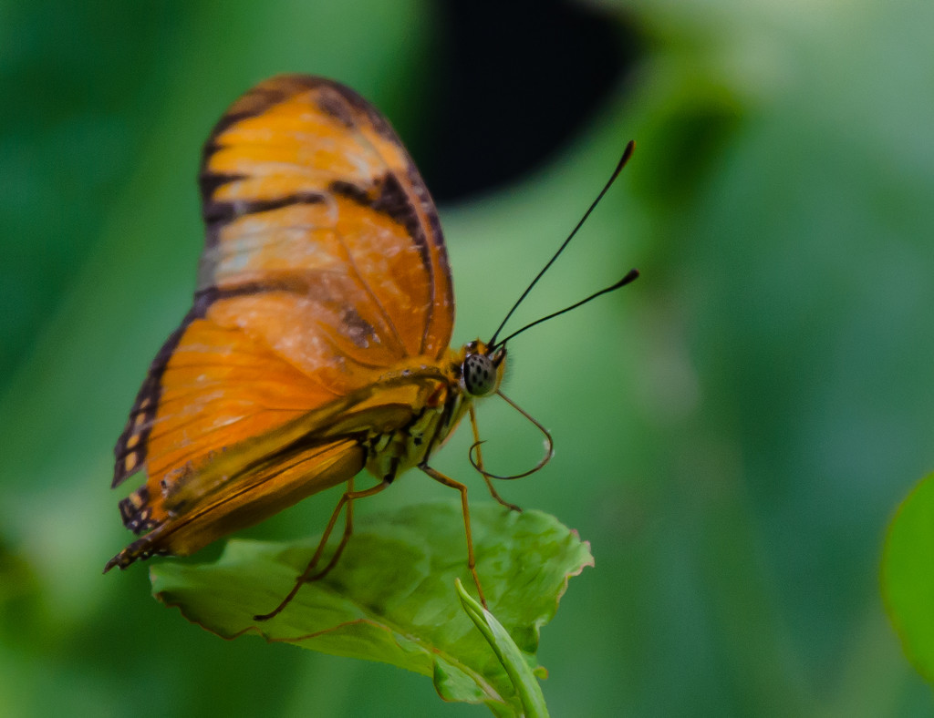 Orange Butterfly by salza