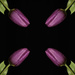 Tulips from all corners by leonbuys83