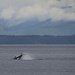 Orca Sighting by kwind