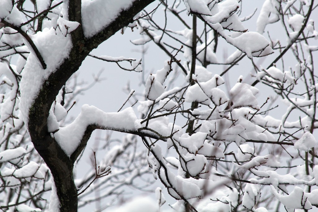 Branches in a Blizzard by mzzhope