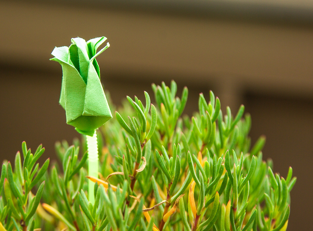 (Day 347) - The Elusive Green Rose  by cjphoto