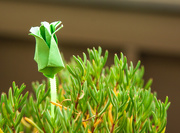 26th Jan 2015 - (Day 347) - The Elusive Green Rose 