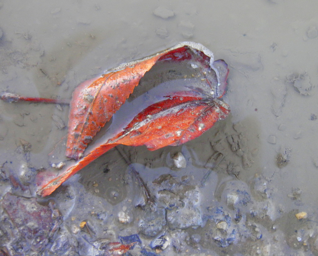 Color in the mud puddle by daisymiller