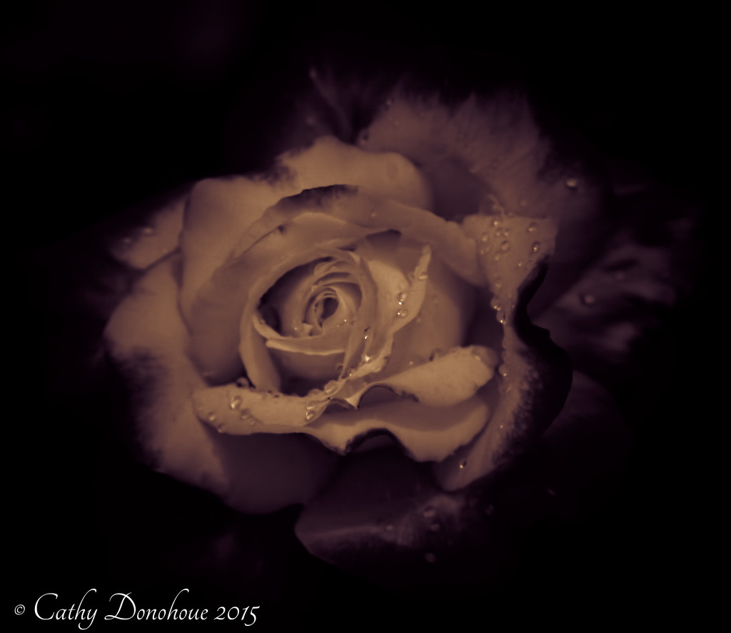 White Chocolate Raspberry Rose  by cdonohoue