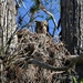 nesting owl by mjmaven